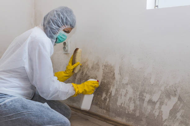 Best Post-Construction Mold Inspection  in Pell City, AL