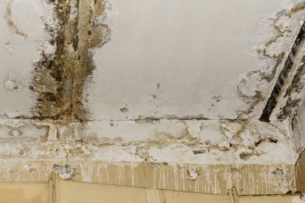 Best Mold Documentation for Insurance Claims  in Pell City, AL