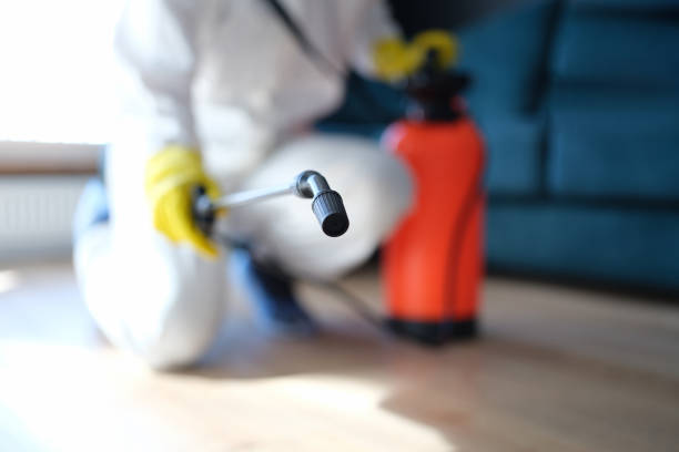 Professional Mold Removal in Pell City, AL