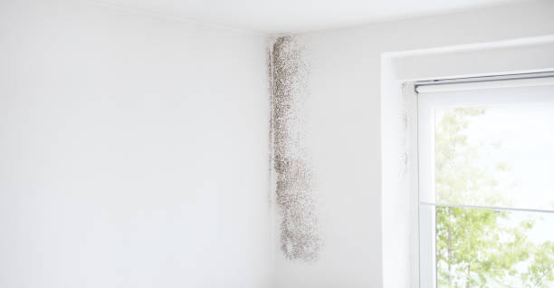 Best Residential Mold Inspection & Testing  in Pell City, AL