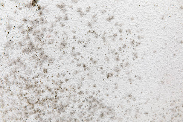 Best Air Quality Testing for Mold Spores  in Pell City, AL